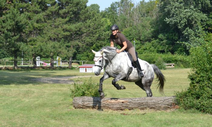 Horse Bodyforming & Working Equitation