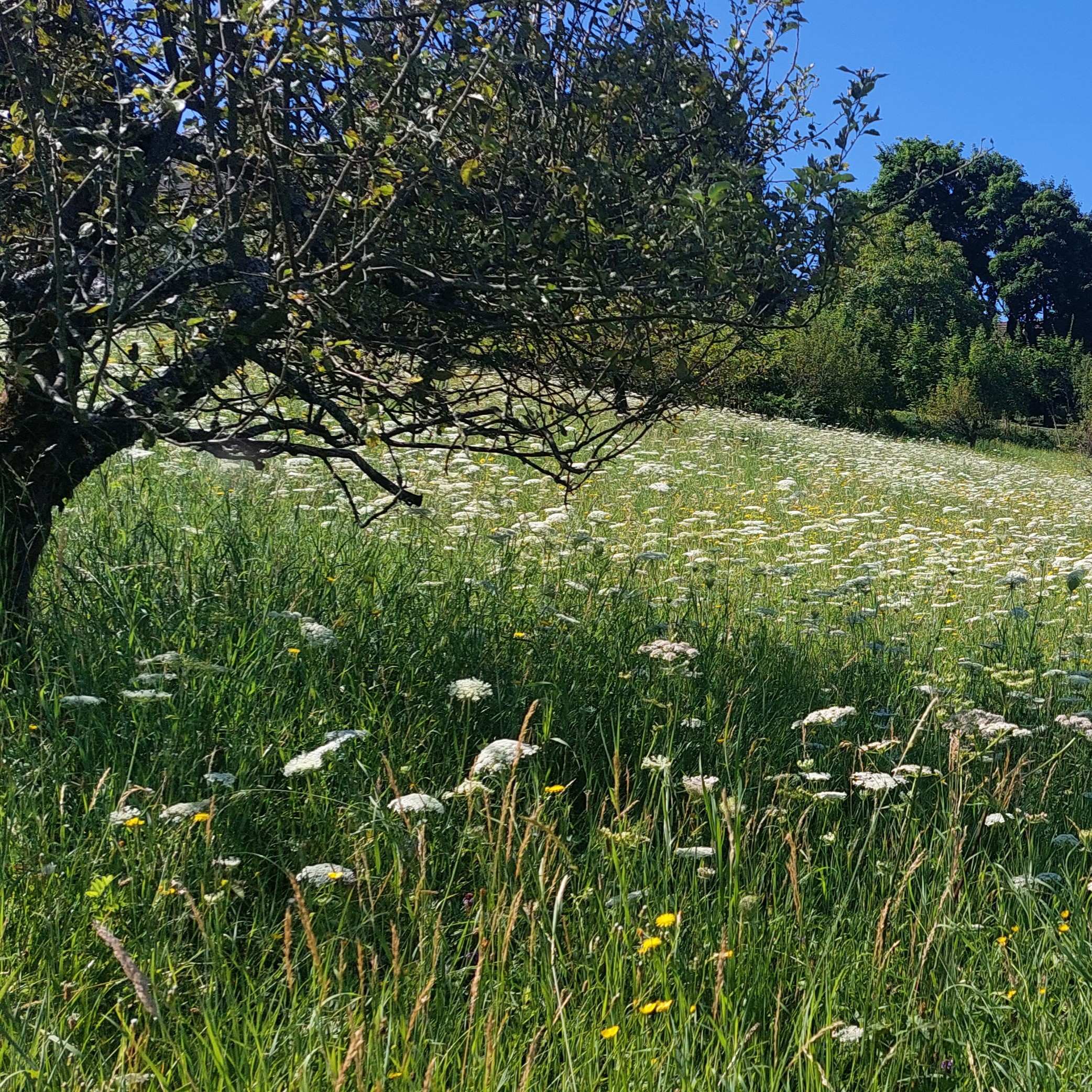 Obstgarten mit Äpfeln aus Maria Bild